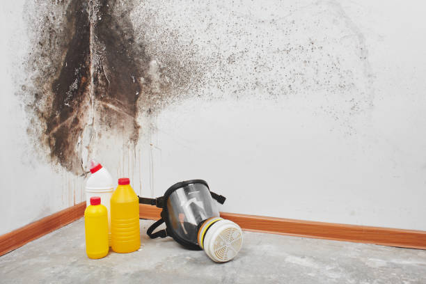 Professional Mold Remediation in Altamont, NY
