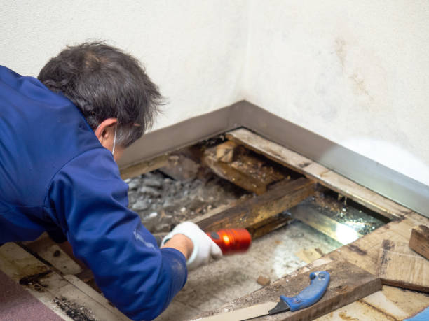 Best Mold Remediation for Specific Building Types in Altamont, NY