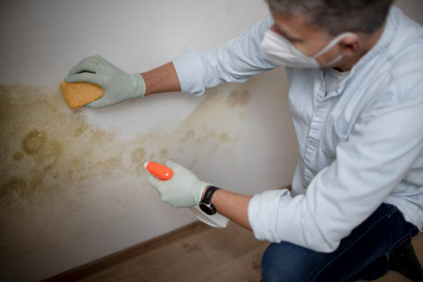 Best Basement Mold Remediation in Altamont, NY